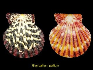 Gloripallium pallium
 