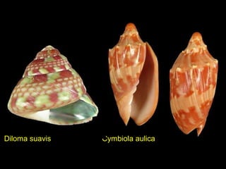 Cymbiola aulicaDiloma suavis
 