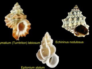 Epitonium alatum
ymatium (Turritriton) labiosum Echininus nodulosus
 