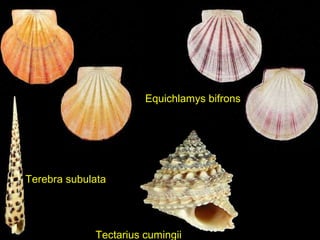 Equichlamys bifrons
Tectarius cumingii
Terebra subulata
 