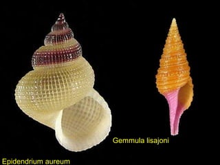 Epidendrium aureum
Gemmula lisajoni
 
