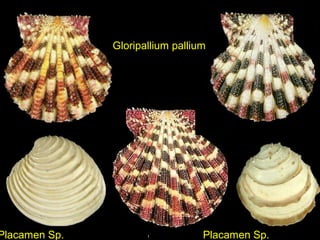Gloripallium pallium
Placamen Sp. Placamen Sp.
 