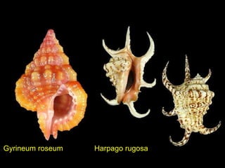 Harpago rugosaGyrineum roseum
 