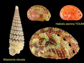 IMastonia clavata
Haliotis asinina YOUNG
 