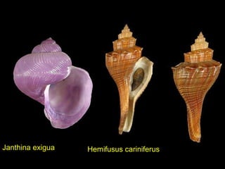 Hemifusus cariniferusJanthina exigua
 