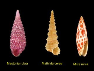 Mastonia rubra Mathilda cerea Mitra mitra
 