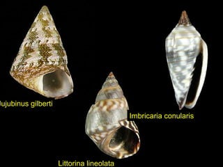Littorina lineolata
Jujubinus gilberti
Imbricaria conularis
 