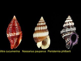Mitra cucumerina Nassarius pauperus Peristernia philberti
 