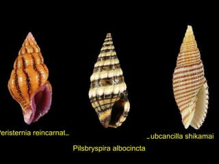 Pilsbryspira albocincta
Subcancilla shikamaiPeristernia reincarnata
 