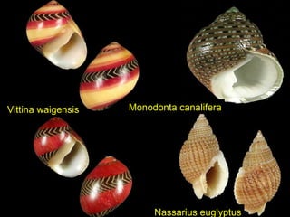 Nassarius euglyptus
Monodonta canaliferaVittina waigensis
 
