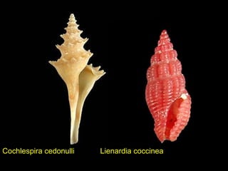 Cochlespira cedonulli Lienardia coccinea
 