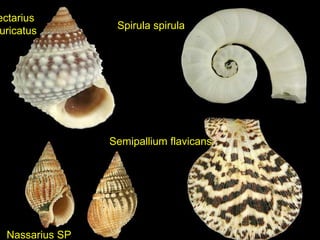 Spirula spirula
Nassarius SP
Semipallium flavicans
ectarius
uricatus
 