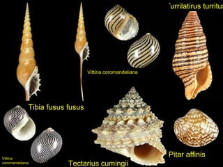 Turrilatirus turritus
Tectarius cumingii
Vittina coromandeliana
Tibia fusus fusus
Vittina
coromandeliana
Pitar affinis
 