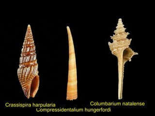 Compressidentalium hungerfordi
Columbarium natalenseCrassispira harpularia
 