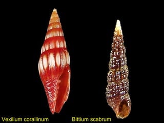 Vexillum corallinum Bittium scabrum
 