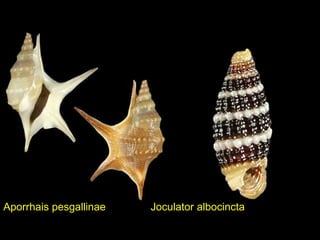 Aporrhais pesgallinae Joculator albocincta
 