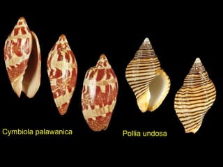 Cymbiola palawanica Pollia undosa
 