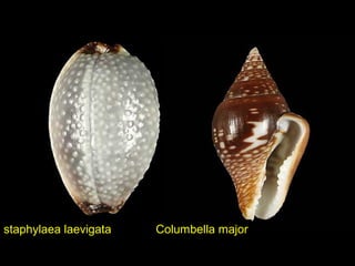 staphylaea laevigata Columbella major
 