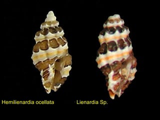 Hemilienardia ocellata Lienardia Sp.
 