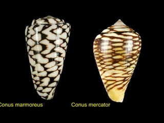 Conus marmoreus Conus mercator
 