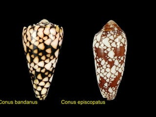 Conus bandanus Conus episcopatus
 