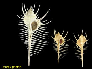 Murex pecten
 
