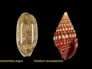 Arestorides argus Vexillum aureolatum2
 