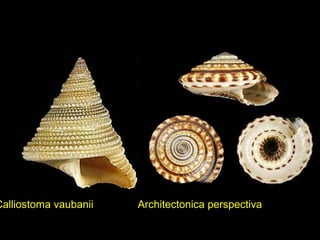 Calliostoma vaubanii Architectonica perspectiva
 