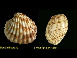 Glans millegrana HYDATINA PHYSIS
 