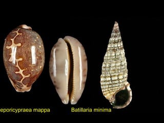 Batillaria minimaLeporicypraea mappa
 