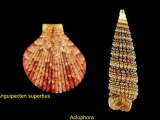 Anguipecten superbus
Aclophora
 