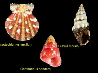 Cantharidus sendersi
Bractechlamys vexillum Clavus viduus
 