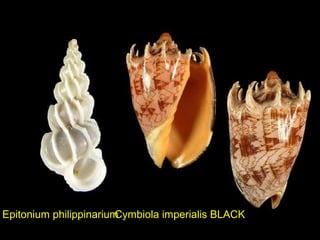 Cymbiola imperialis BLACKEpitonium philippinarium
 