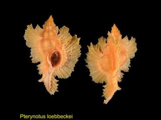 Pterynotus loebbeckei
 