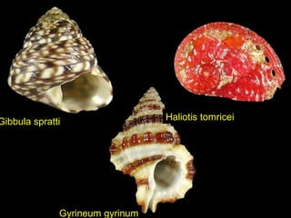 Gyrineum gyrinum
Haliotis tomriceiGibbula spratti
 
