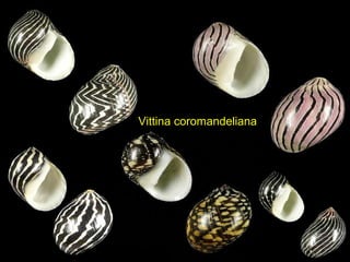 Vittina coromandeliana
 