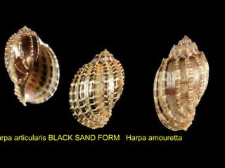 arpa articularis BLACK SAND FORM Harpa amouretta
 