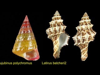 ujubinus polychromus Latirus belcheri2
 