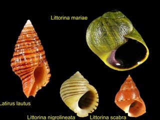 Latirus lautus
Littorina mariae
Littorina nigrolineata Littorina scabra
 