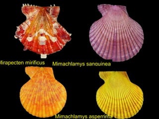Mirapecten mirificus Mimachlamys sanguinea
Mimachlamys asperrima
 