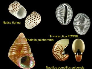 Natica tigrina
Nautilus pompilius suluensis
Trivia arctica FOSSIL
Thalotia pulcherrima
 