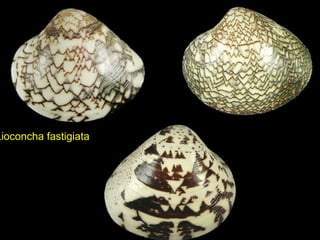 Lioconcha fastigiata
 