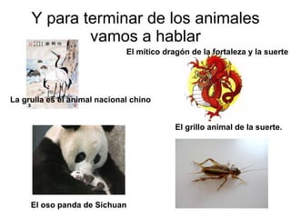 Y para terminar de los animales vamos a hablar La grulla es el animal nacional chino El oso panda de Sichuan El mítico dragón de la fortaleza y la suerte El grillo animal de la suerte. 