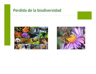 Perdida de la biodiversidad
 