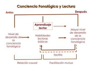 Conciencia Fonológica y Lectura
Antes                                                Después



                     Aprendizaje
                       lector
                                                Mayor nivel
                                               de desarrollo
   Nivel de
                      Habilidades                  de la
desarrollo de
                       lectoras                 conciencia
      la
                        básicas                 fonológica
 conciencia
 fonológica


                                    facilita


         Relación causal        Facilitación mutua
 