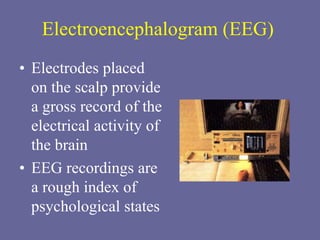 Electroencephalogram (EEG)
• Electrodes placed
on the scalp provide
a gross record of the
electrical activity of
the brain
• EEG recordings are
a rough index of
psychological states
 