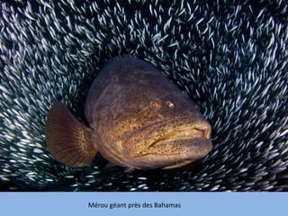 Mérou géant près des Bahamas
 