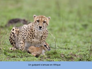 Un guépard s’amuse en Afrique
 