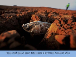 Poisson mort dans un bassin de boue dans la province de Yunnan en Chine
 