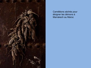 Caméléons séchés pour
éloigner les démons à
Marrakech au Maroc
 